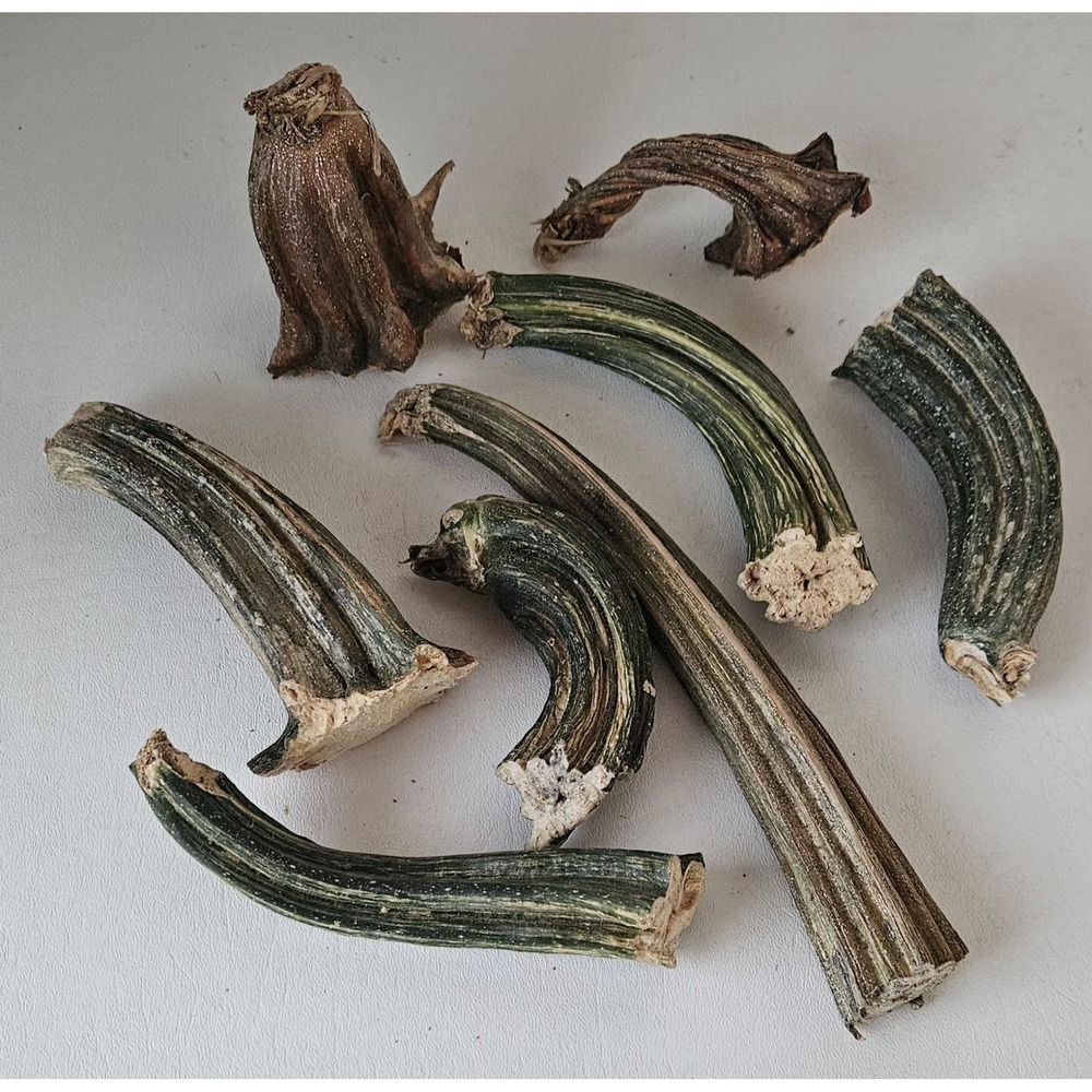 Naturally Dried Pumpkin Stems Various Sizes for Crafting - Picture 8 of 8
